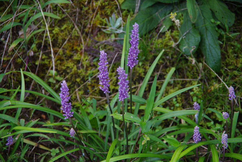 IMGP3764