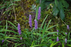 IMGP3764