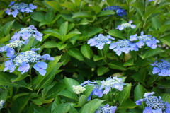 淡い思い出　DSC00707