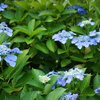 淡い思い出　DSC00707