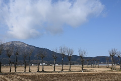 ハザ木　DSC_0091