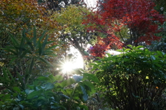 色づいて3　DSC00971