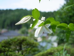 山百合