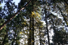 ツタウルシ　DSC00977