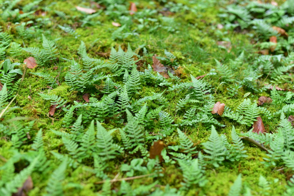 秋深まる　DSC_1439
