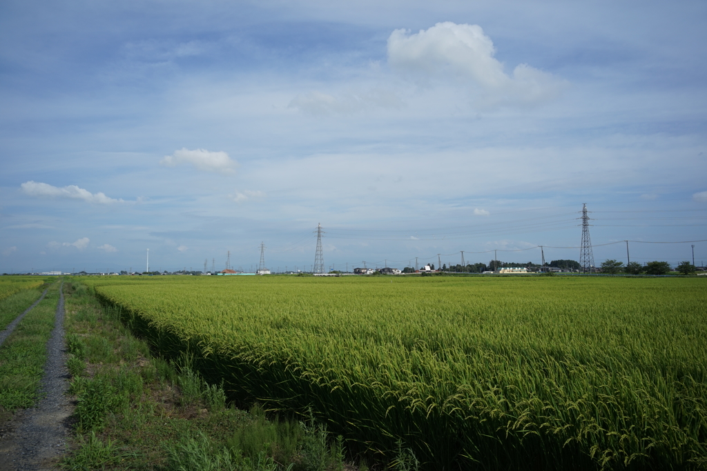 田園風景　DSC00788
