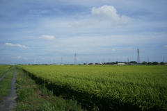 田園風景　DSC00788