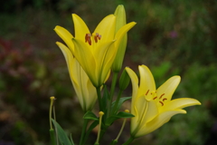 百合の花