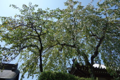 日蓮正宗総本山大石寺　DSC00851