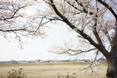 sakura DSC00599