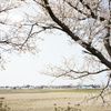 sakura DSC00599