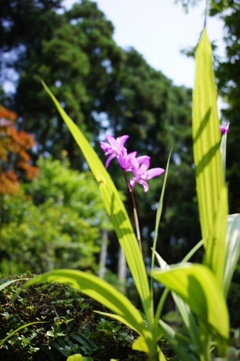 紫蘭　DSC00621