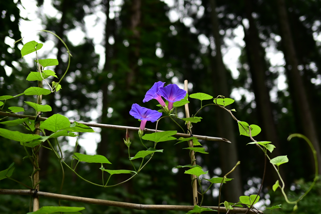 アサガオ　DSC_2506