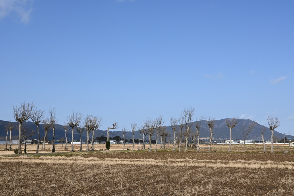 ハザ木　DSC_0100