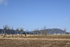 ハザ木　DSC_0100