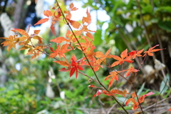 紅葉　DSC00996