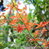 小さな紅葉　DSC00996