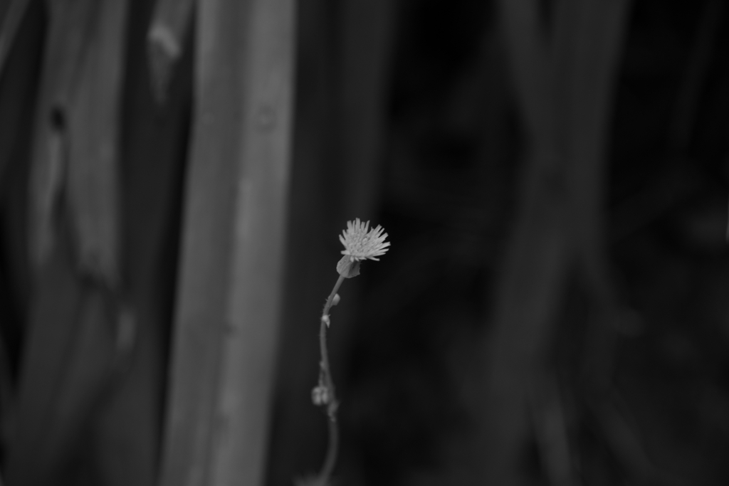 IMGP3757