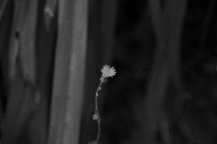 IMGP3757