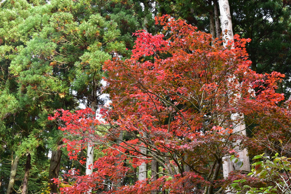 秋深まる　DSC_1450