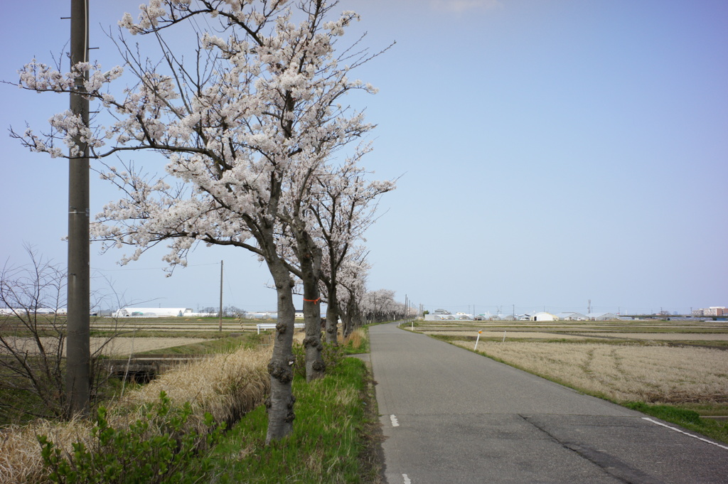 桜並木　DSC00586