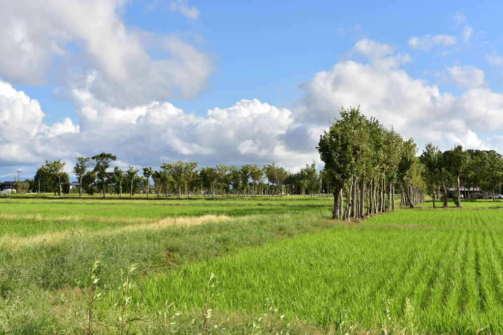 夏井のハザ木　DSC_1197