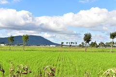 夏井のハザ木と角田山　DSC_1190