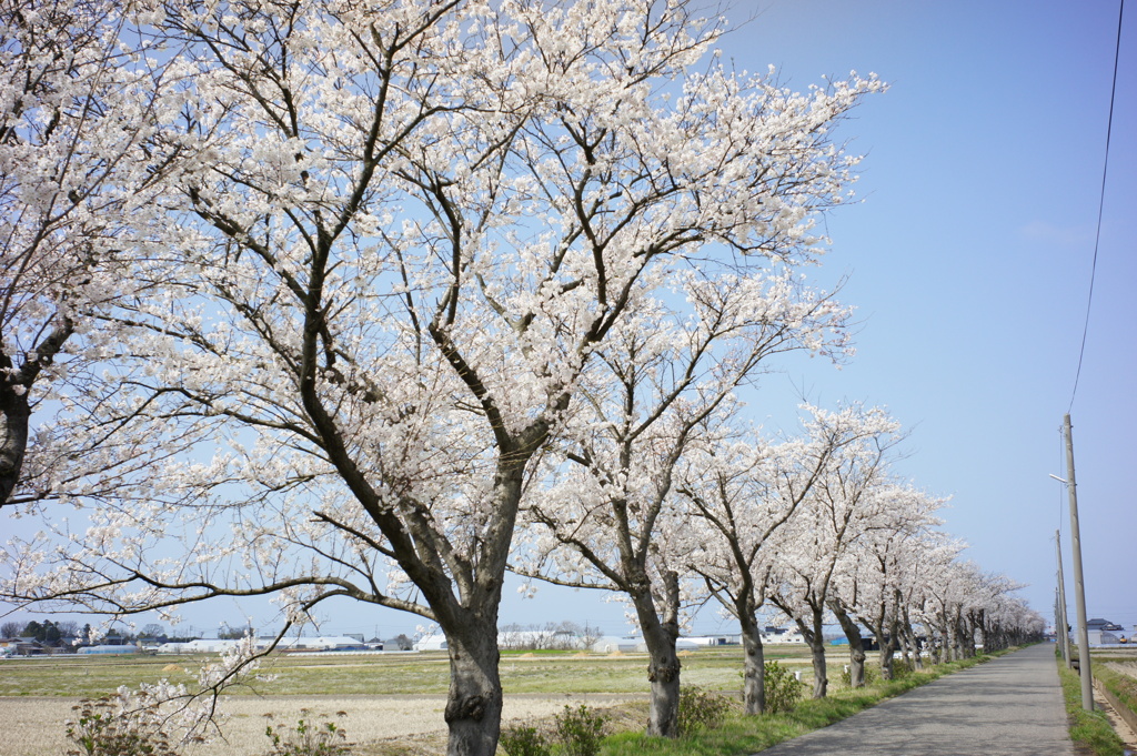 桜並木　DSC00593