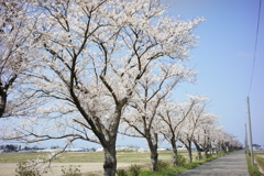 桜並木　DSC00593