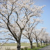 桜並木　DSC00593