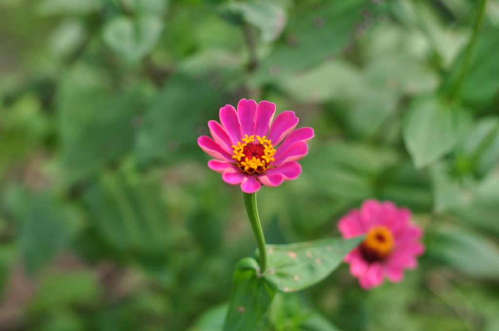 百日草　DSC_0052