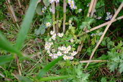 ノコンギク　DSCF6110