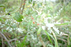 グミ DSCF6143 グミ DSCF6143