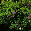 萩　DSC00631