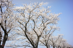 桜並木　DSC00592