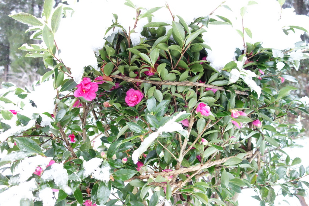 山茶花　DSC00149