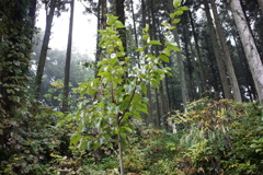 柿の木　DSC00018