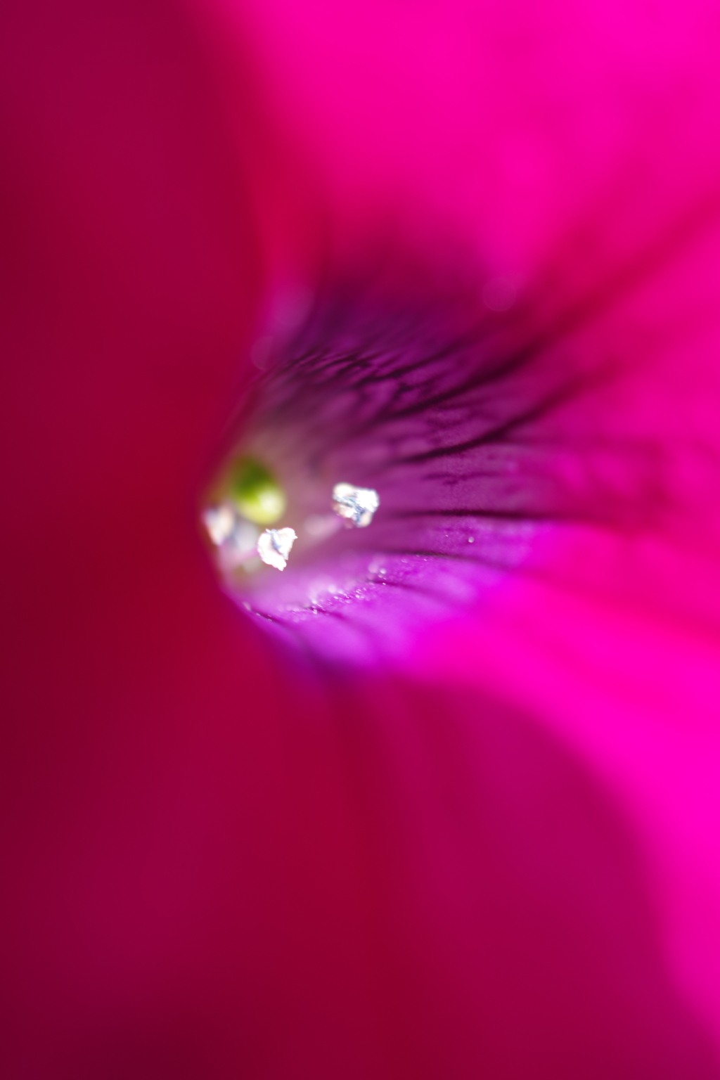 ペチュニア　IMGP3944