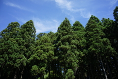 杉林　DSC00760