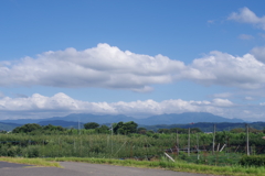 梨畑と夏空　IMGP3976