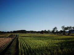 夏井のハザ木　R0340003