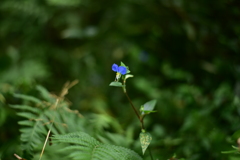 ツユクサ　DSC_1253