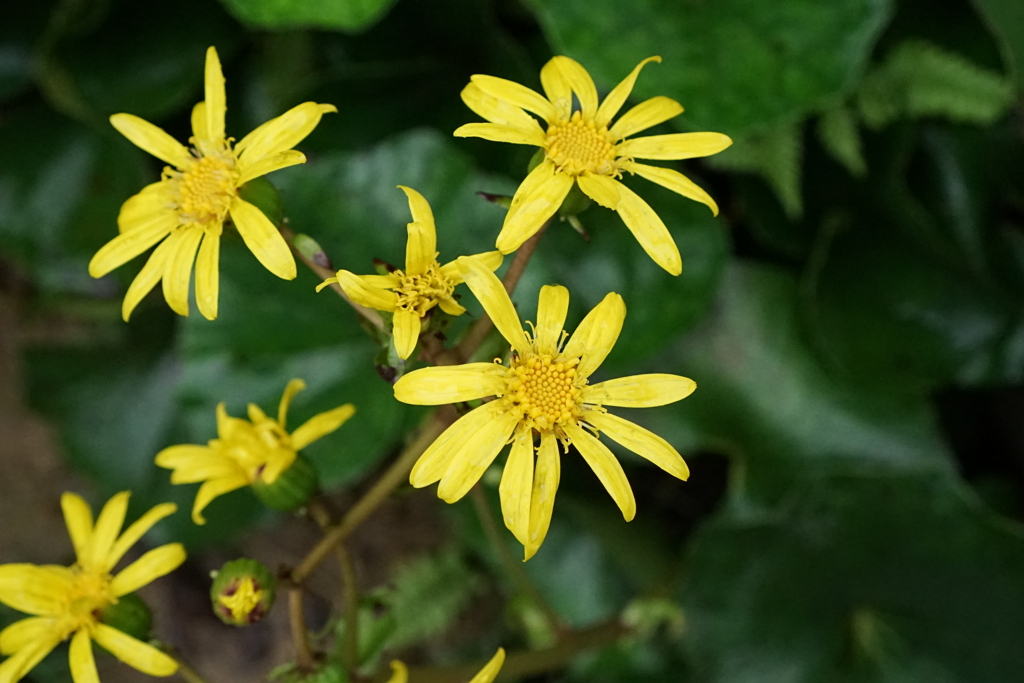 ツワブキ　DSC00929