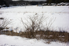 烏瓜　DSC00450