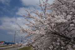 sakura DSC00568