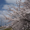 sakura DSC00568