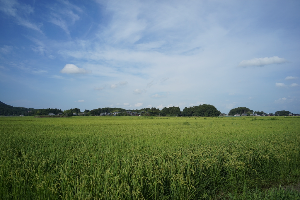 田園風景　DSC00790