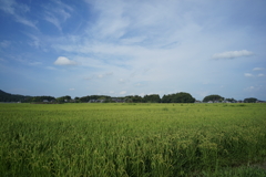 田園風景　DSC00790