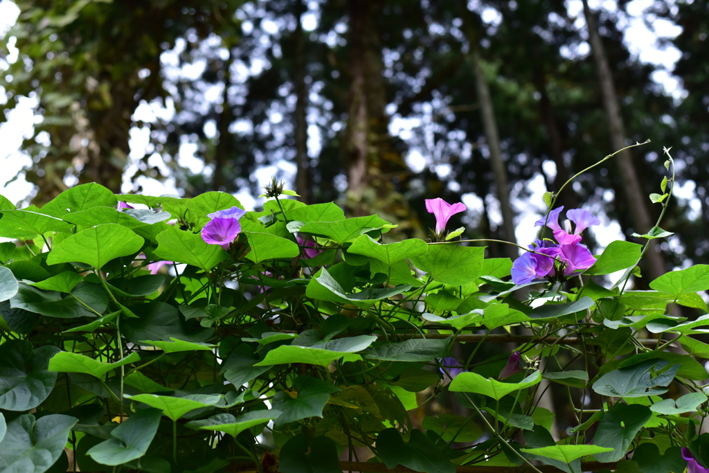 アサガオ　DSC_1517