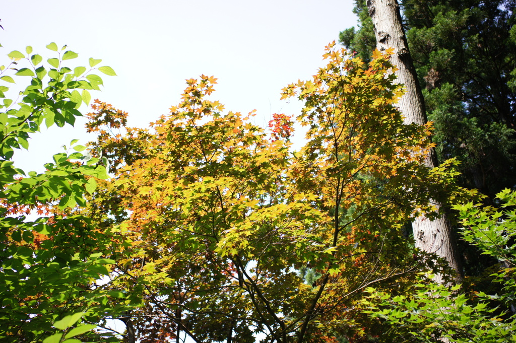 イロハモミジ　DSC00651